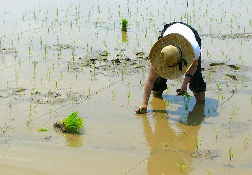 米どころ南魚沼の田植え
